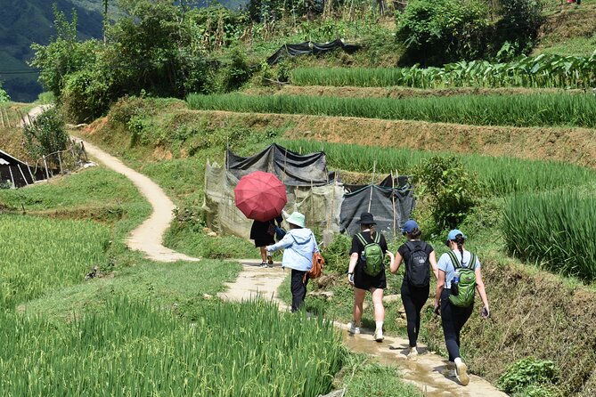 1-Day Private Trekking in Sapa through Terraces Rice Fields - Price and value: $49 for a private day with transport and lunch