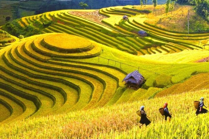 1 Day Sapa Tour Explore Y Linh Ho And Lao Chai And Ta Van Village - Entering Sapa’s rice-terrace world in 6 focused hours
