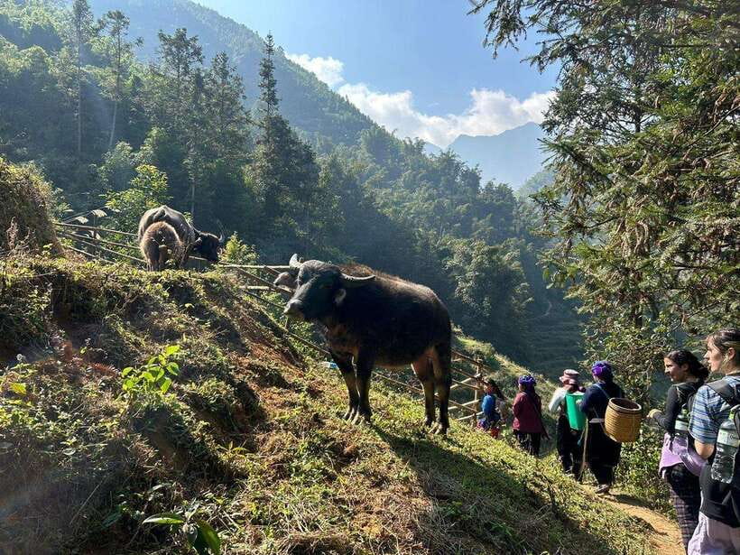 1 Day Sapa Trek&Home-cooked Lunch HmongSisterHouse&Trekking - Walking Practicalities: What to Bring and How to Pace Yourself