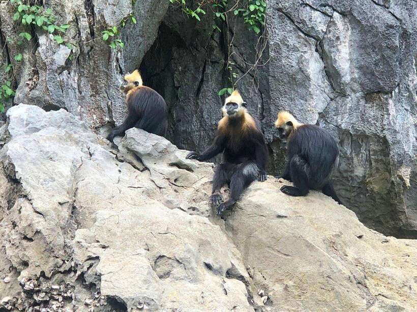 2 Days 1 Night Adventure: Cat Ba National Park, Lan Ha Bay - Night Kayak on Lan Ha Bay: plankton glow, real conditions, real tradeoffs