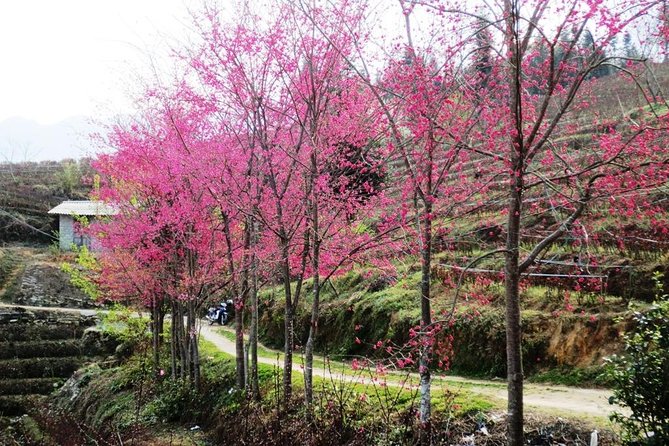 2 Days Sapa Trekking In Cat Cat And Ta Van Village From Hanoi - Who this tour is best for (and who should skip it)