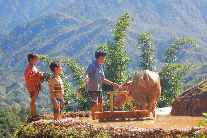 2D1N Buffalo trek by Hmong Sister House and Trekking - Day 1: Hau Thao Village Walk, Livestock Life, and Guide-Led Lunch