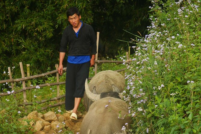 2D1N Buffalo trek by Hmong Sister House and Trekking - Why the $110 Price Feels Fair for This Kind of Trek