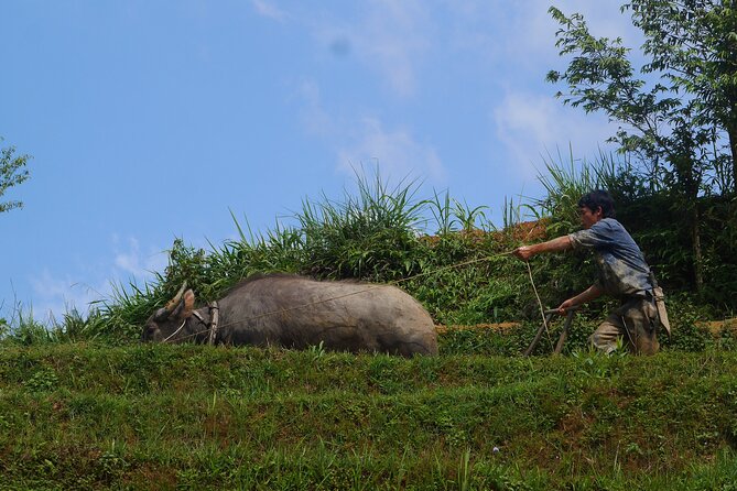2D1N Buffalo trek by Hmong Sister House and Trekking - Practical Tips: Weather, Packing, and the Moderate-Fitness Reality
