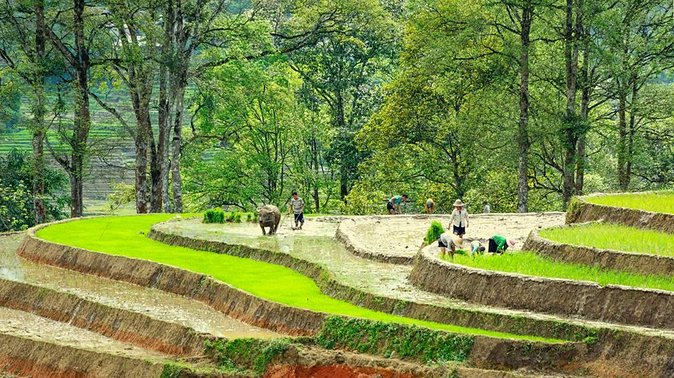 5-Day North Vietnam: Hanoi -Halong Bay -Ninh Binh-Sapa from Hanoi - How the Scheduling Feels: 8:00 Start and Group Pace