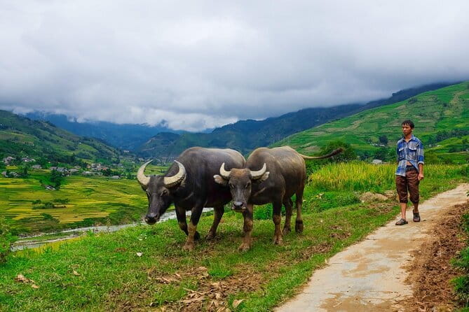 A day Trek to Rice Field in LaoChai-Tavan village-MuongHoa valley - Muong Hoa Valley rice terraces and village life, up close