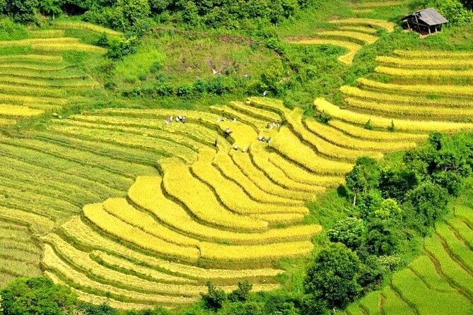 Authentic Sapa Trekking Adventure Tour With Ethnic Minority Guide - Key Highlights You’ll Notice Fast