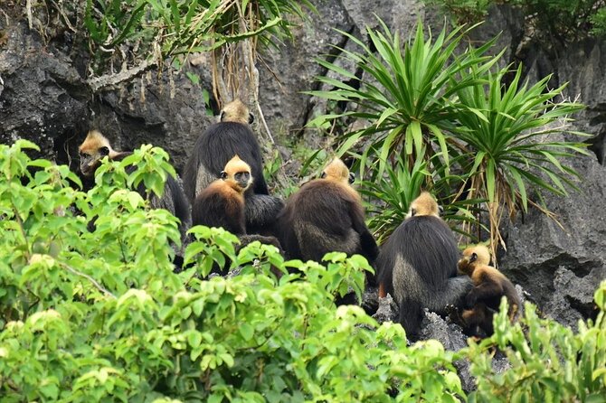 BEST UNIQUE 3-Day Halong Bay Cruise, Lan Ha & Cat Ba Island - Who This 3-Day Halong Bay + Cat Ba Cruise Fits Best