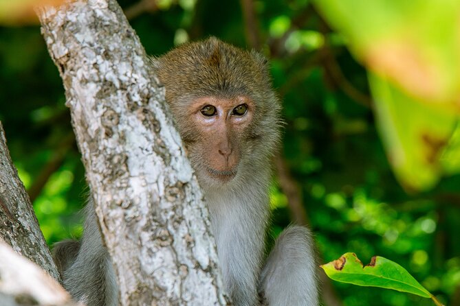 Bioluminescent Plankton Kayak Boat Tour - Monkey Island at golden hour: swim time plus monkey odds