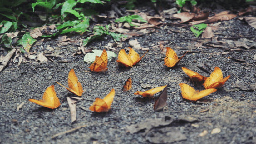Cuc Phuong National Park Hiking Tour - Mac Lakeside bungalow walk: easy scenic recovery time
