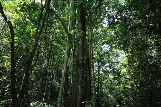 Cuc Phuong National Park Private Day Tour: Trekking & Primates - Price and Value: Is USD 99 Fair for a Private Day?