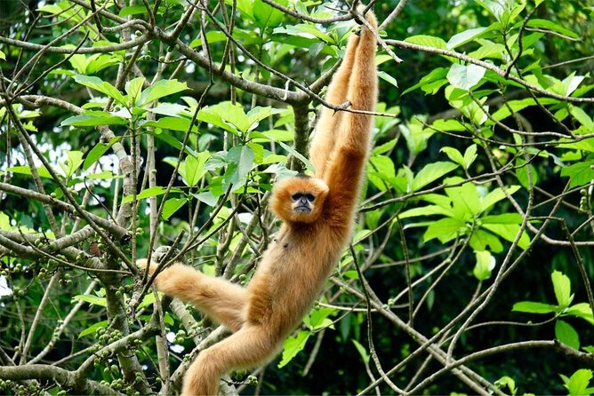 Cuc Phuong National Park Private Day Tour: Trekking & Primates - Who This Private Cúc Phương Trek Is Best For