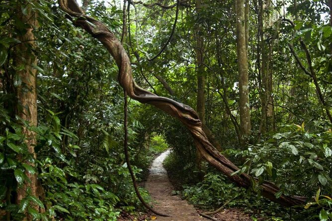 Cuc Phuong National Park Private Day Tour: Trekking & Primates - Should You Book This Cuc Phuong Private Day Tour?