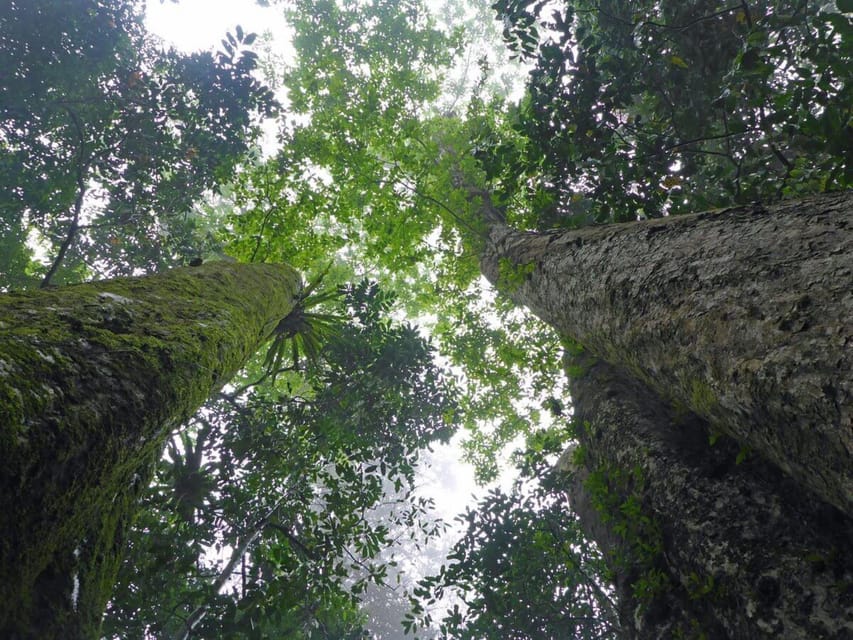 CUC PHUONG NATIONAL PARK - VAN LONG DAI LY TOUR DAY TRIP - Nguoi Xua Cave and the Cho Chi thousand-year-old tree hike