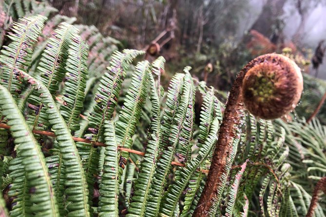 Exploring Fansipan: A 2-Day, 1-Night Trekking Adventure - Day 2 Sunrise Summit: The Early Start That Makes It Worth It