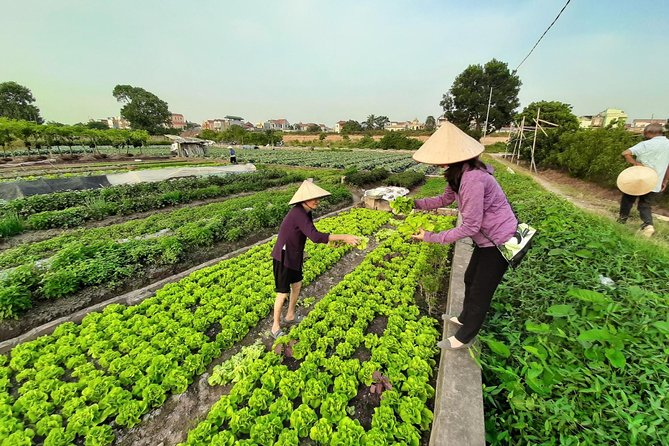 Farm tour & Home cooking class with local family in Hanoi - The Four Dishes You’ll Cook (and the Skills You’ll Keep)