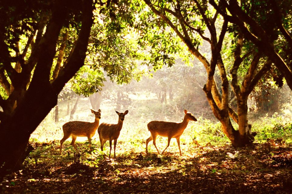 From Ha Noi Cuc Phuong National Park - Key Points Worth Your Time