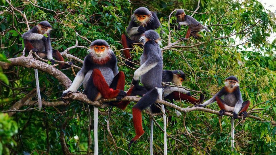 From Ha Noi Cuc Phuong National Park - Endangered Primate Rescue Center: Conservation Stop With Real Emotion