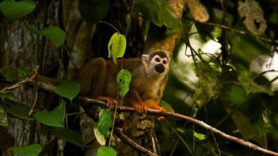 From Ha Noi Cuc Phuong National Park - Cuc Phuong National Park: What This Trip Is Really Chasing