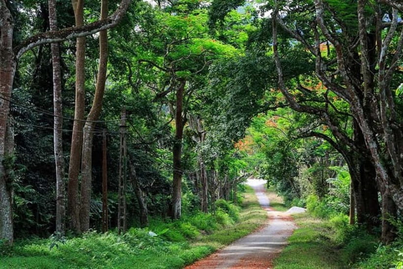 From Ha Noi Cuc Phuong National Park - Tam Coc Village Return and the Hanoi Drop-Off