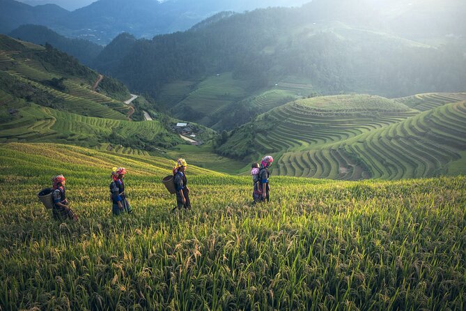 From Hanoi: 3 Days Sapa Trekking & Ethnic Villages by Dcar - Day 3: Ham Rong (Dragon’s Jaw) Mountain trek and the long return to Hanoi