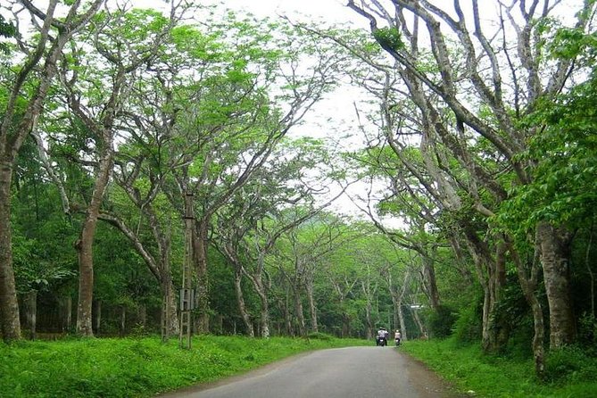 From Hanoi: Cuc Phuong National Park Day Trip by Private Car - Guided Rainforest Trek: Where the Beauty Meets the Steps