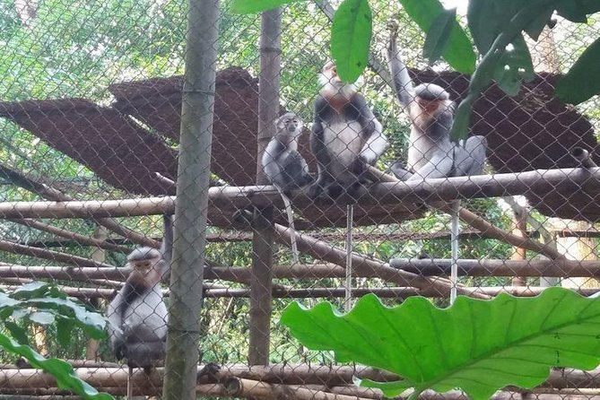 From Hanoi: Cuc Phuong National Park Day Trip by Private Car - Lunch on Stilts: A Solid Included Meal Between Nature Stops