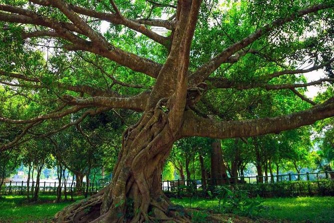 From Hanoi: Cuc Phuong National Park Day Trip by Private Car - Quick Comparison in Your Head: What This Does Well
