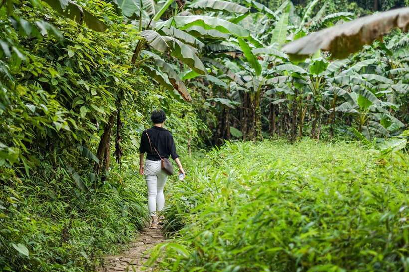 From Ninh Binh: Cuc Phuong National Park 1-Day Small Group - Getting to the park’s interior by car through primary forest