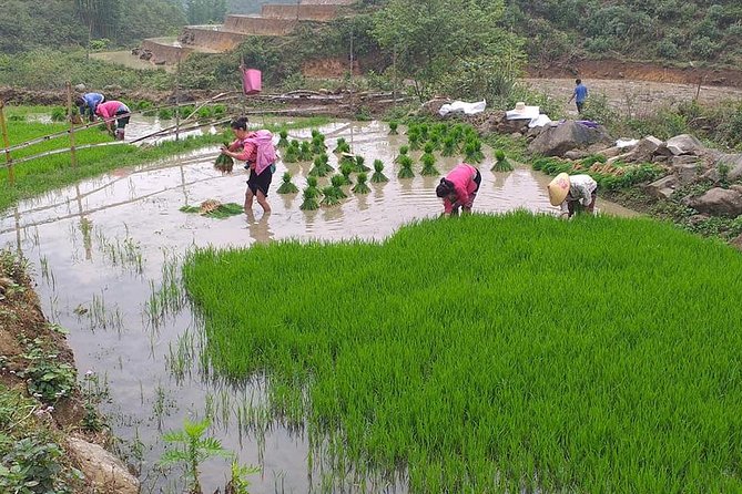 From Sapa: 2-Day Trek Through Authentic Villages in North - Sapa - What This 2-Day Sapa Trek Really Delivers