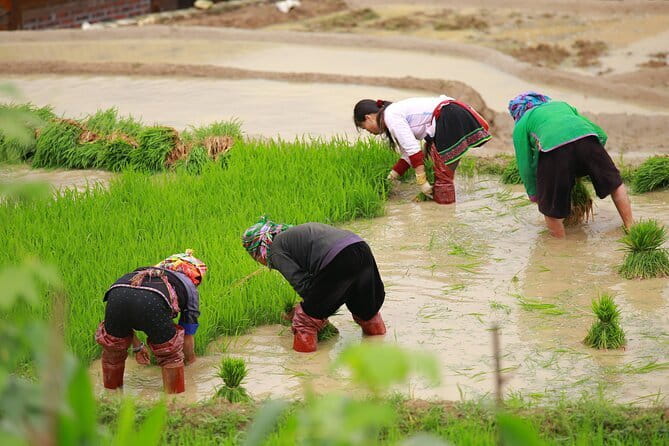 Full Day Cultural Tour in Sapa Terraces - Y Linh Ho: Giay Lunch and Hoang Lien Son View Time