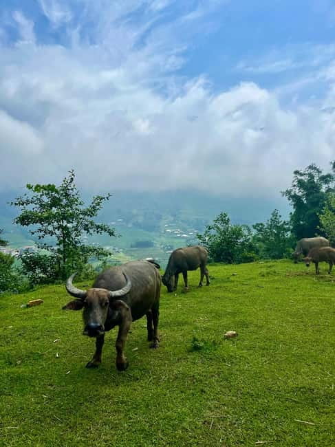 Ha Noi-Sapa Authentic Trek & Homestay wih hmong women (2D1N) - Day 2 Trek: Bamboo Forest, Terraced Fields, and Giang Ta Chai Waterfall