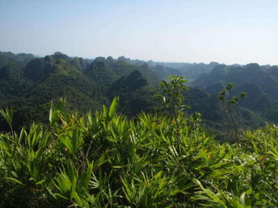 Half Day Hiking to Cat Ba National Park with a Guide - Getting to Cat Ba National Park: pickup, comfort, and timing