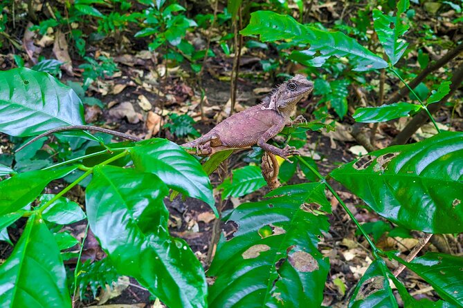 Half Day Trekking Cat Ba National Park - Stop in Cat Ba Town before the caves start