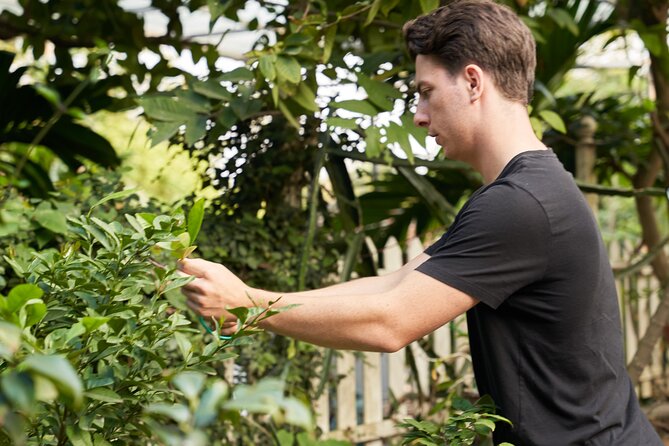 Hanoi Cooking Class in a Haven of Tranquility - Thom culinary - Harvesting herbs and exotic fruit from the on-site garden