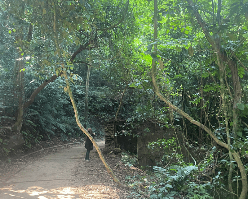Hanoi Eco Tour: Ba Vi National Park Wonders & Tea Plantation - Why Ba Vi feels special on a one-day escape from Hanoi