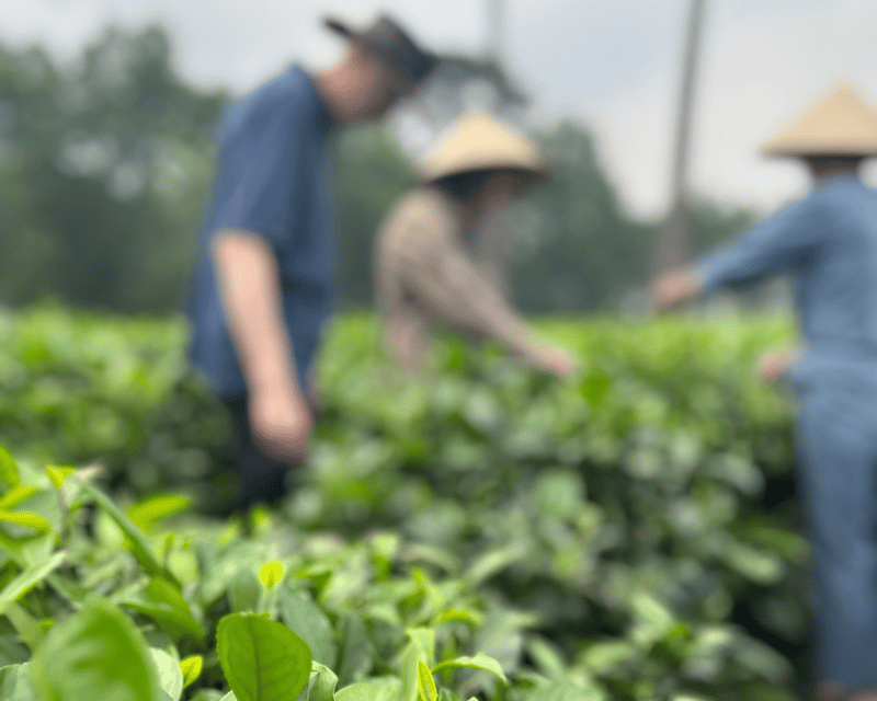 Hanoi Eco Tour: Ba Vi National Park Wonders & Tea Plantation - Finding the remnants of a French church in the ruins section