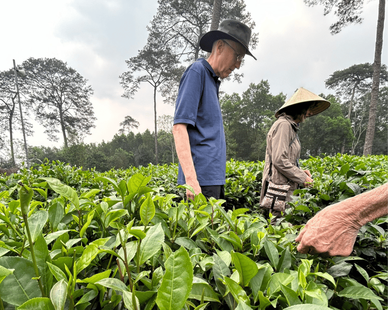 Hanoi Eco Tour: Ba Vi National Park Wonders & Tea Plantation - French prison ruins: colonial history, now reclaimed by nature