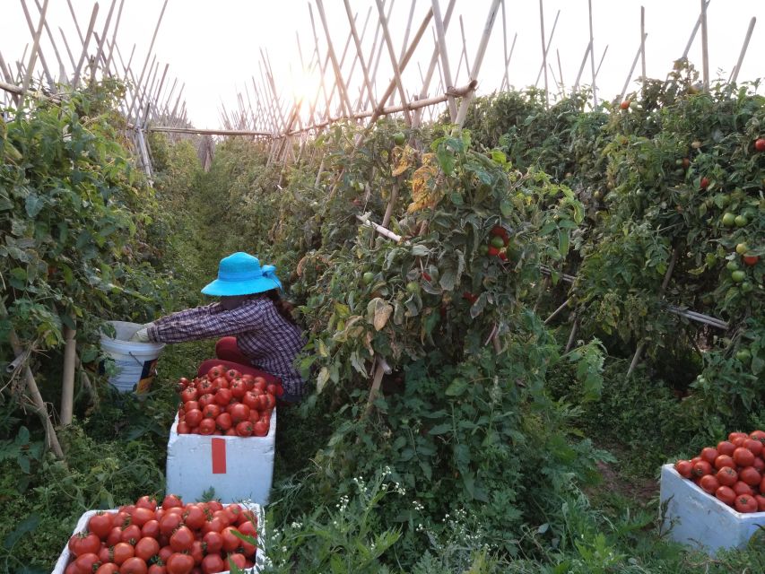 Hanoi Farm Tour and Cooking Class with Local Family - The market walk in a 1428-style trading world