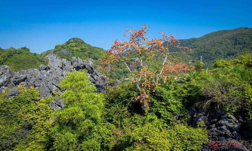 Hanoi: Ha Long Bay & CatBa Island 3-Day with Boutique Cruise - Cat Ba National Park hikes: Butterfly Valley and Thiên ứng Pagoda views