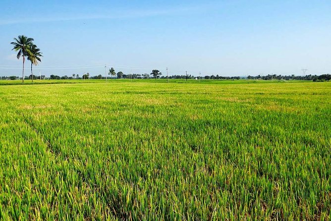 Hanoi Vespa Countryside Tour With Female Ao Dai Riders Half Day - The Countryside Part: Rice Fields, Vegetable Farms, and Real Village Rhythm