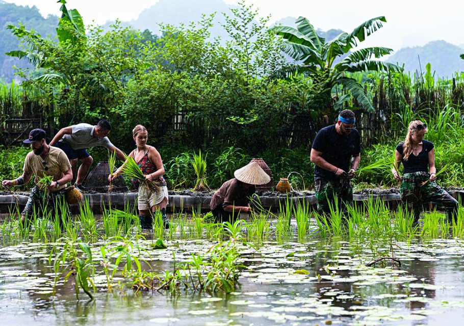 Ninh Binh: Buffalo riding, rice planting group tour - Rice planting: the motions, the mud, and why it matters
