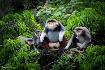 Ninh Binh: Cuc Phuong Jungle Trek, Wildlife & Ancient Caves - Morning start: the Endangered Primate Rescue Center and rare langurs