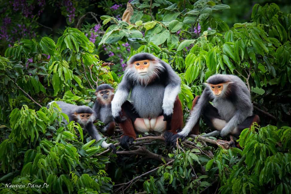 Ninh Binh: Cuc Phuong Jungle Trek, Wildlife & Ancient Caves - Morning start: the Endangered Primate Rescue Center and rare langurs