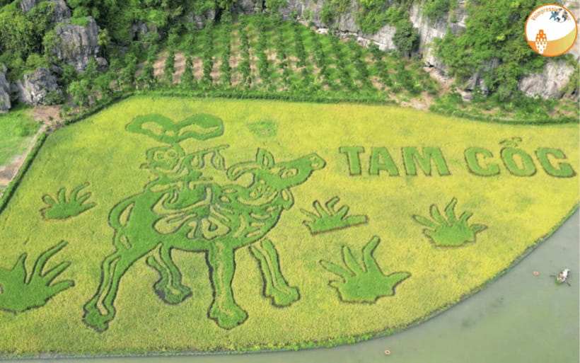NINH BINH DAY TRIP: HOA LU,MUA CAVES &THUNG NHAM BIRD VALLEY - Key Highlights at a Glance