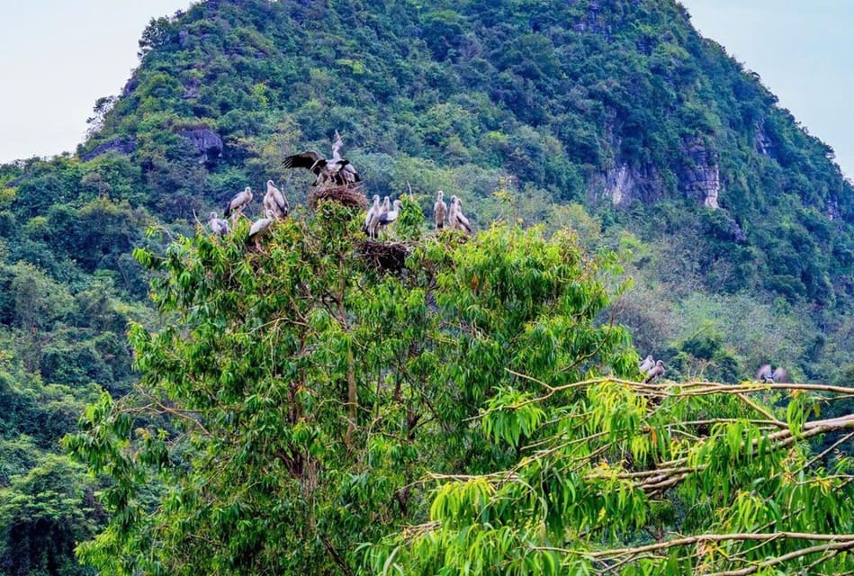 Ninh Binh Private Tour: Tam Coc, Bich Dong and Thung Nham - Thung Nham Bird Valley: sampan rides, birdwatching, and Hang But cave