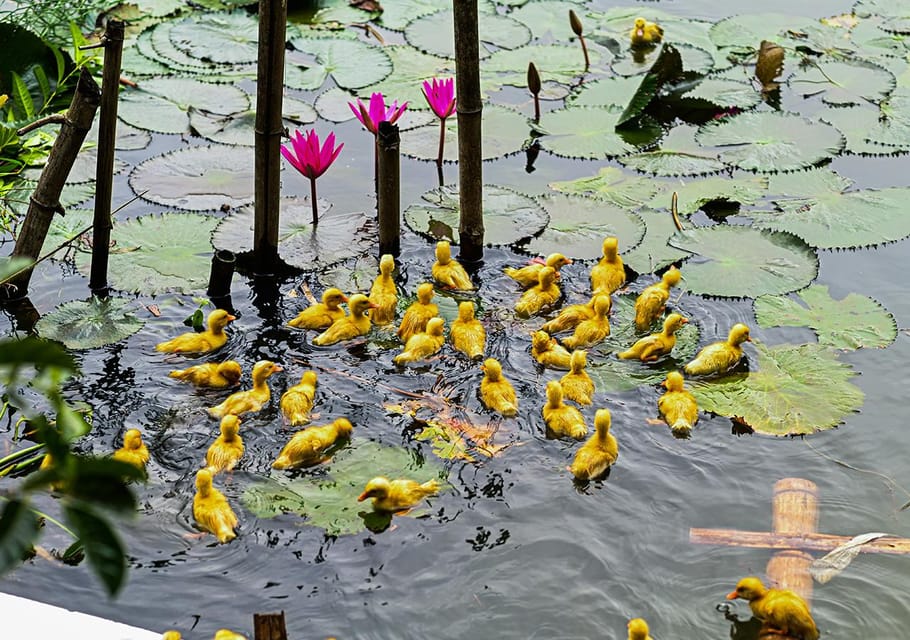 Ninh Binh: Rice planting and fishing by basket tour - Small group energy: how the guide makes the difference