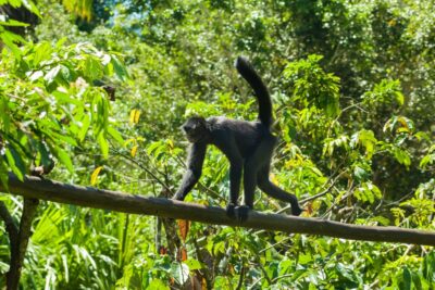Private Day Tour: Cuc Phuong National Park from Hanoi - The private transport setup: convenient, and honestly the point