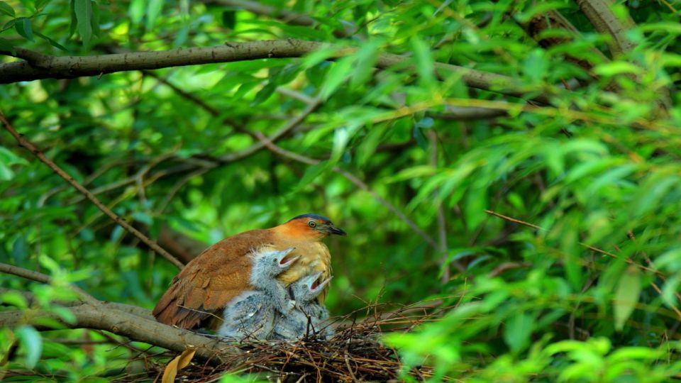 Private Day Tour: Cuc Phuong National Park from Hanoi - What you might see beyond the rescue center
