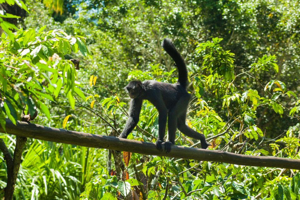 Private Day Tour: Cuc Phuong National Park from Hanoi - The private transport setup: convenient, and honestly the point
